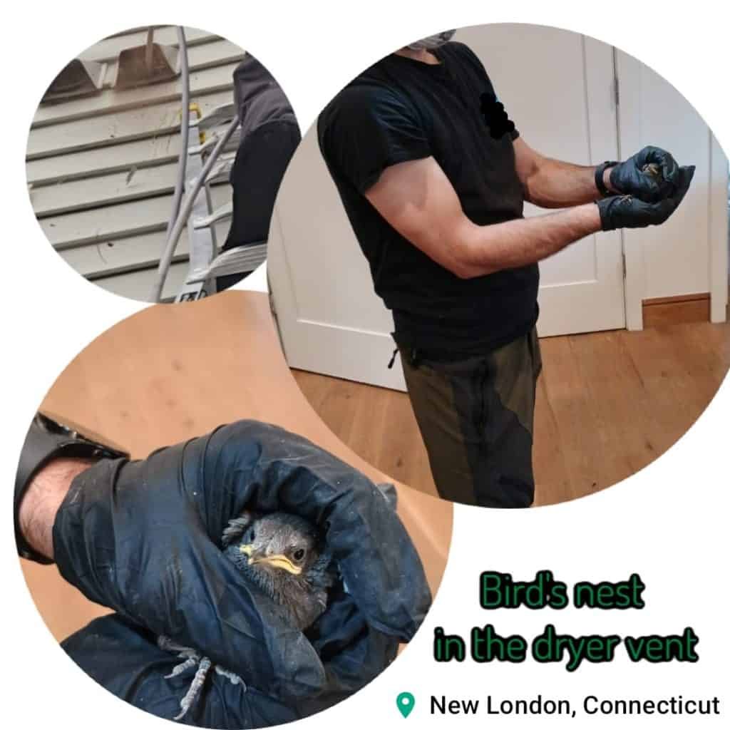 Bird nest removed from dryer vent during cleaning